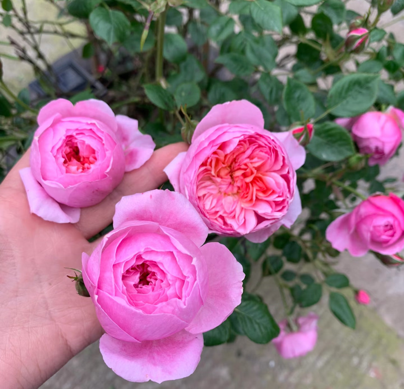 Rose Fée Clochette 铃之妖精 4 inch own roots