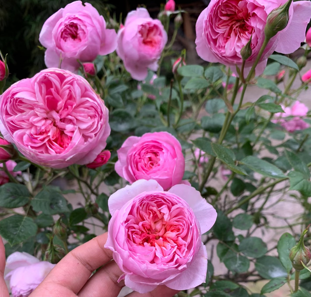 Rose Fée Clochette 铃之妖精 4 inch own roots