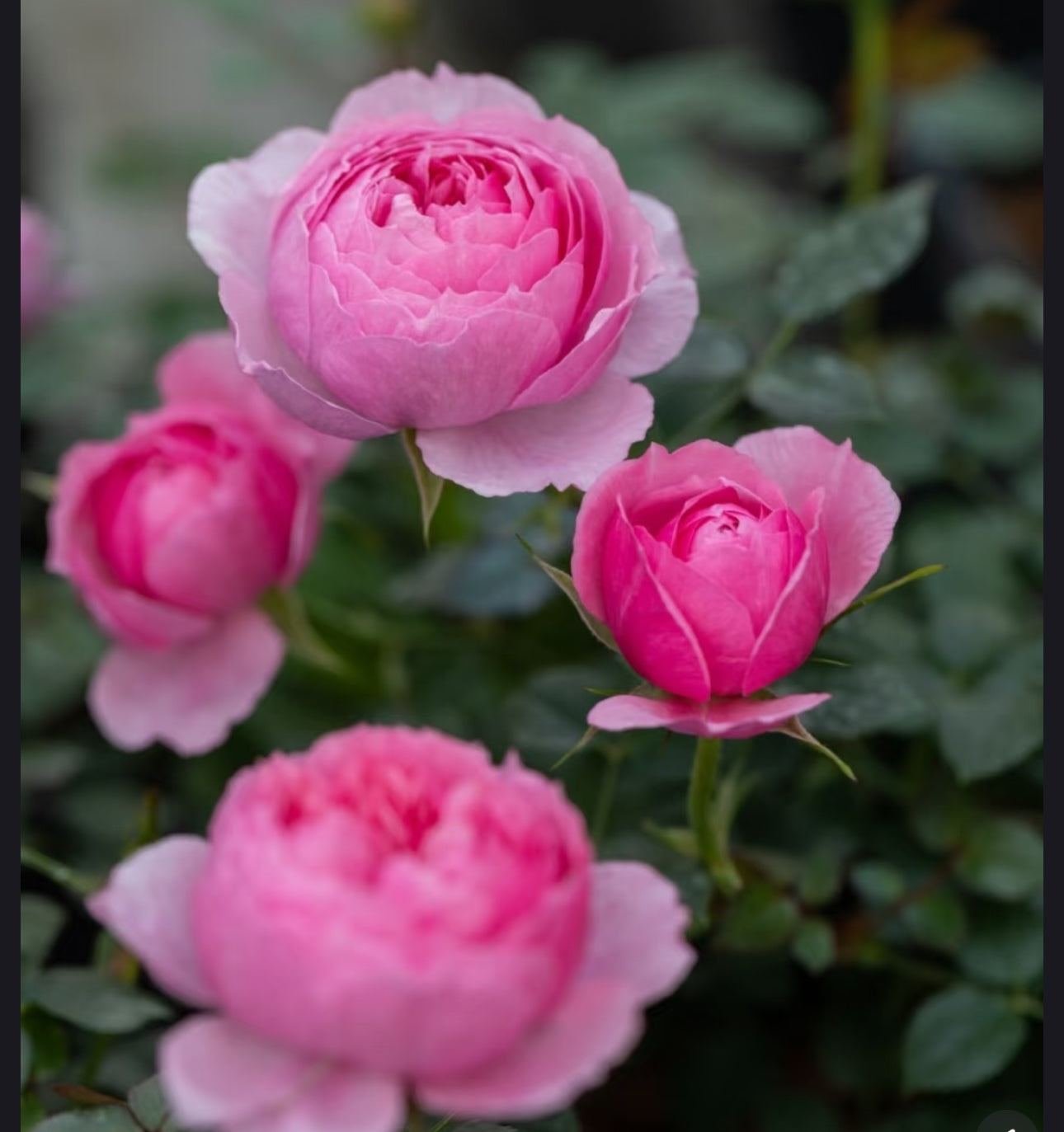 Rose Fée Clochette 铃之妖精 4 inch own roots