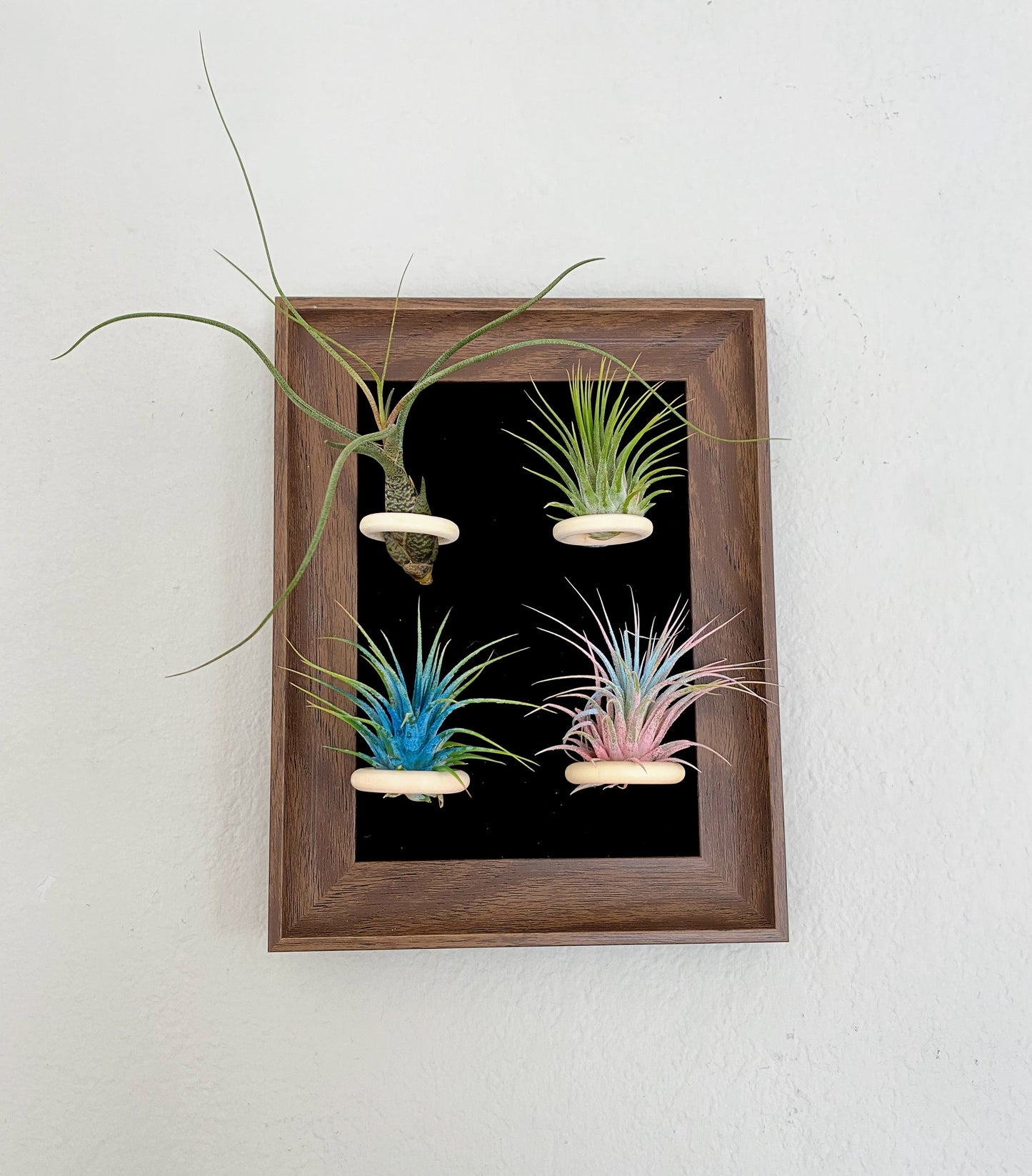 Air plant (Tillandsia) frame for home and office décor Air plant holder with free plants.