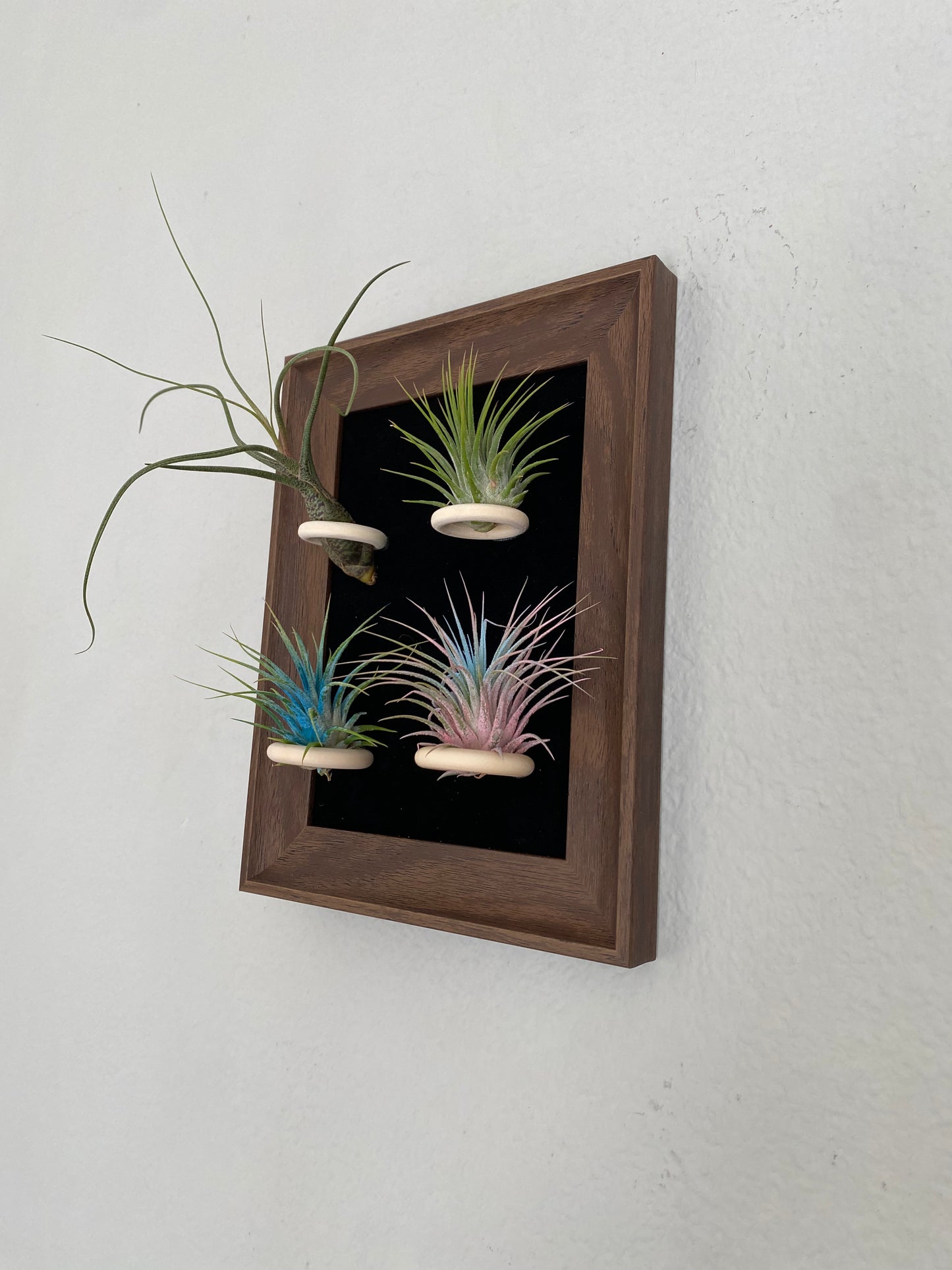 Air plant (Tillandsia) frame for home and office décor Air plant holder with free plants.