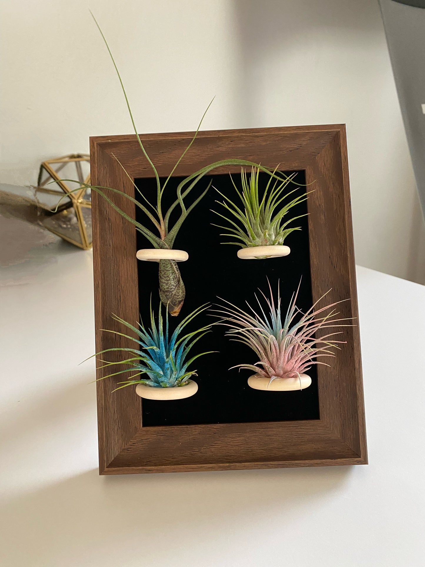 Air plant (Tillandsia) frame for home and office décor Air plant holder with free plants.