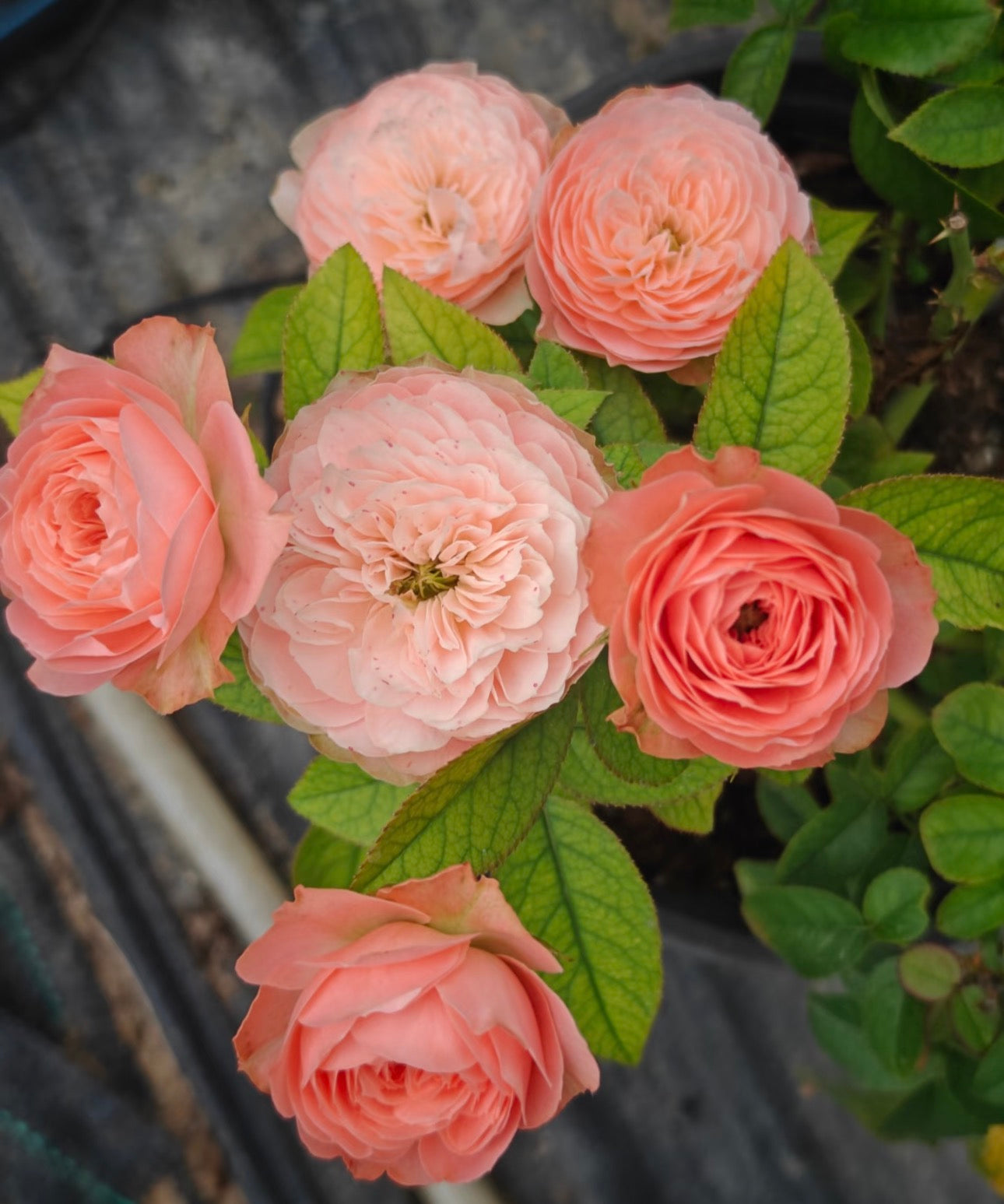 Pre-Order Rose Sweet Harper 甜蜜哈珀 6inch own root