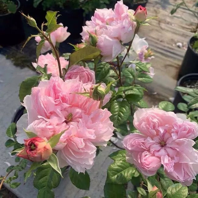 Pre-Order Japanese Rose Cecil de Volanges 蝶之舞 1 gallon