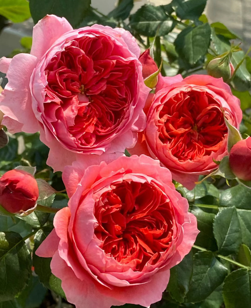 Pre-Order Rose Vermilion Bowl 朱砂碗. Pretty cabbage red Flower Repeat Blooming 1 Gallon live plant