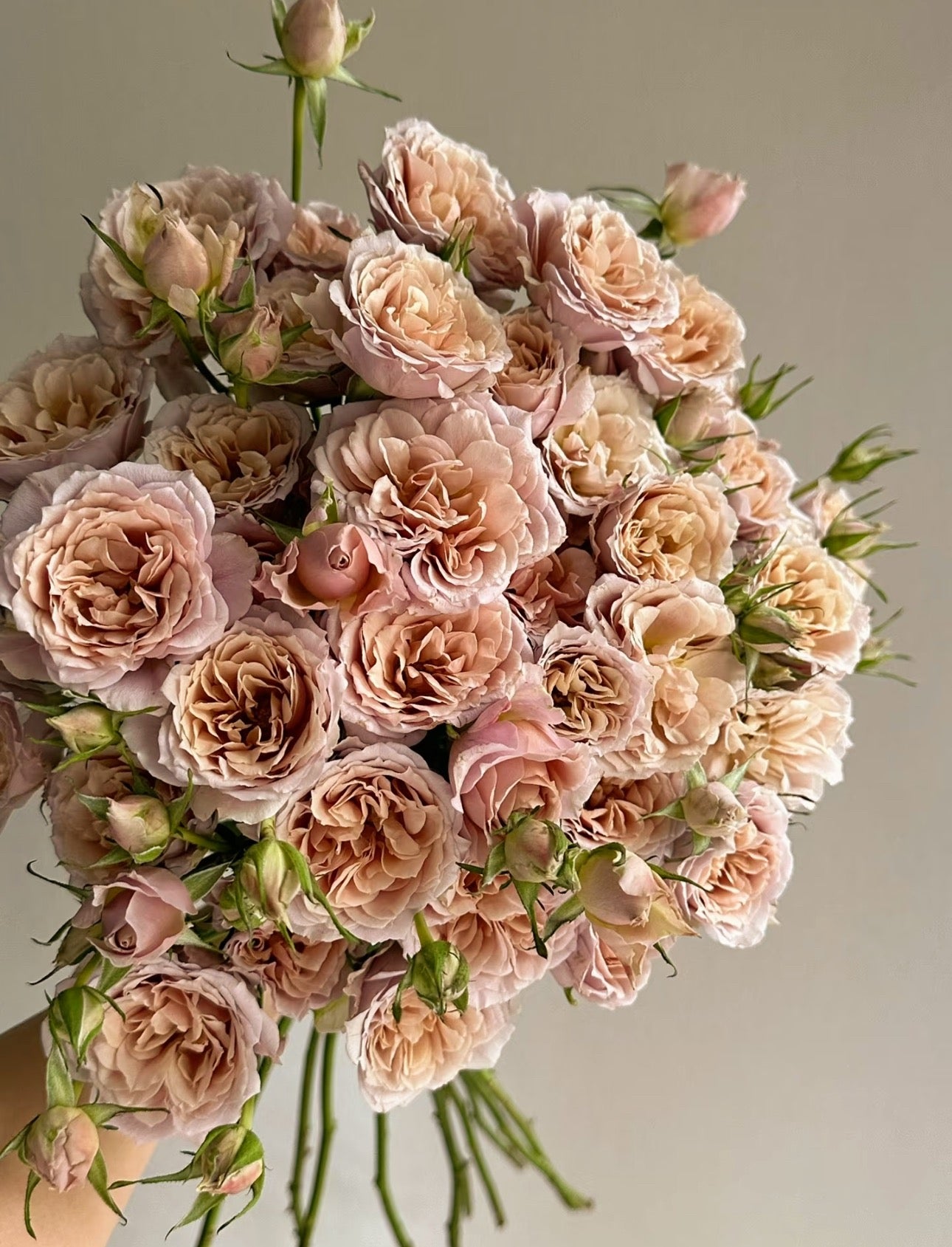 Japanese rose Lori 1 Gallon size