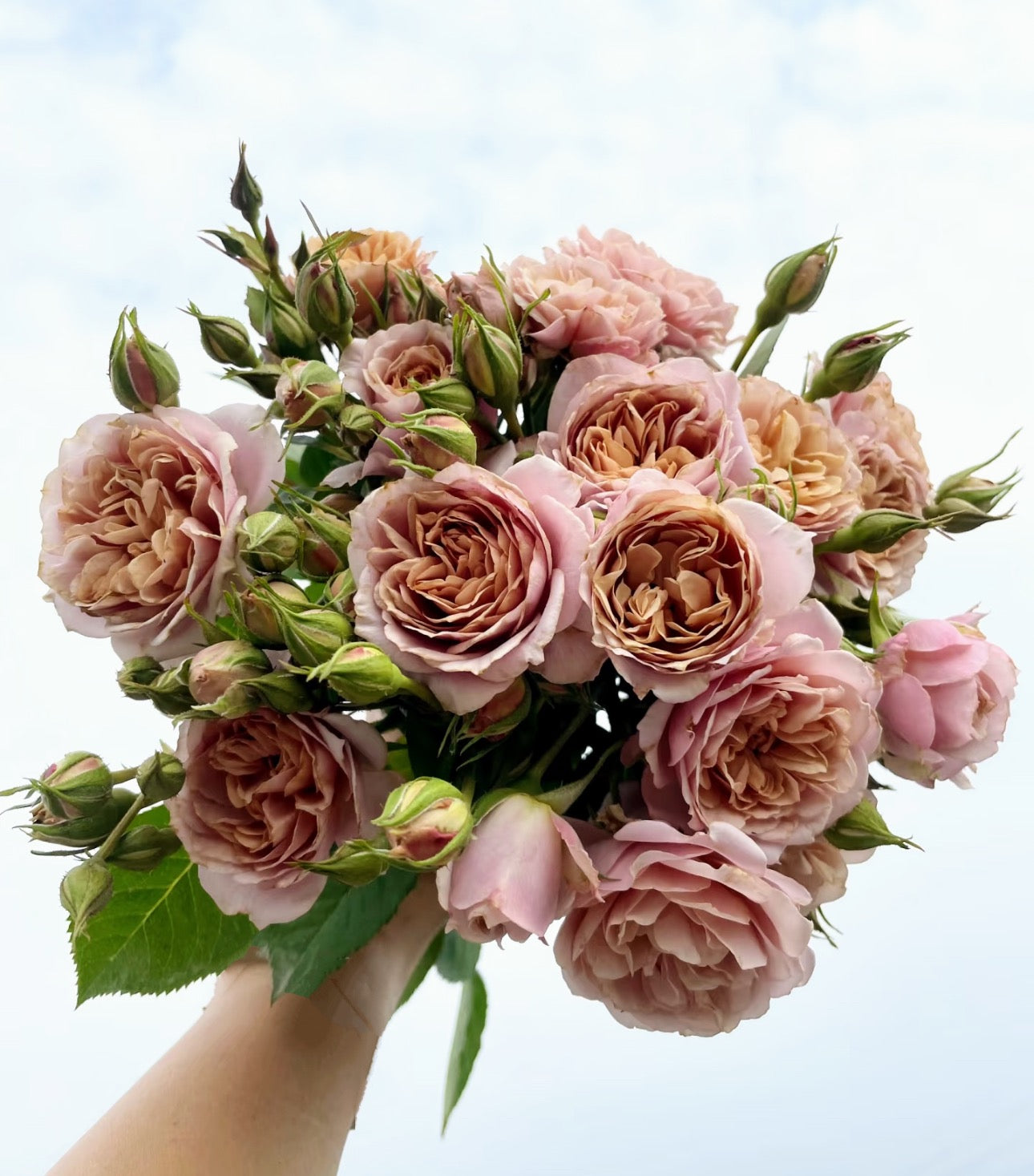 Japanese rose Lori 1 Gallon size