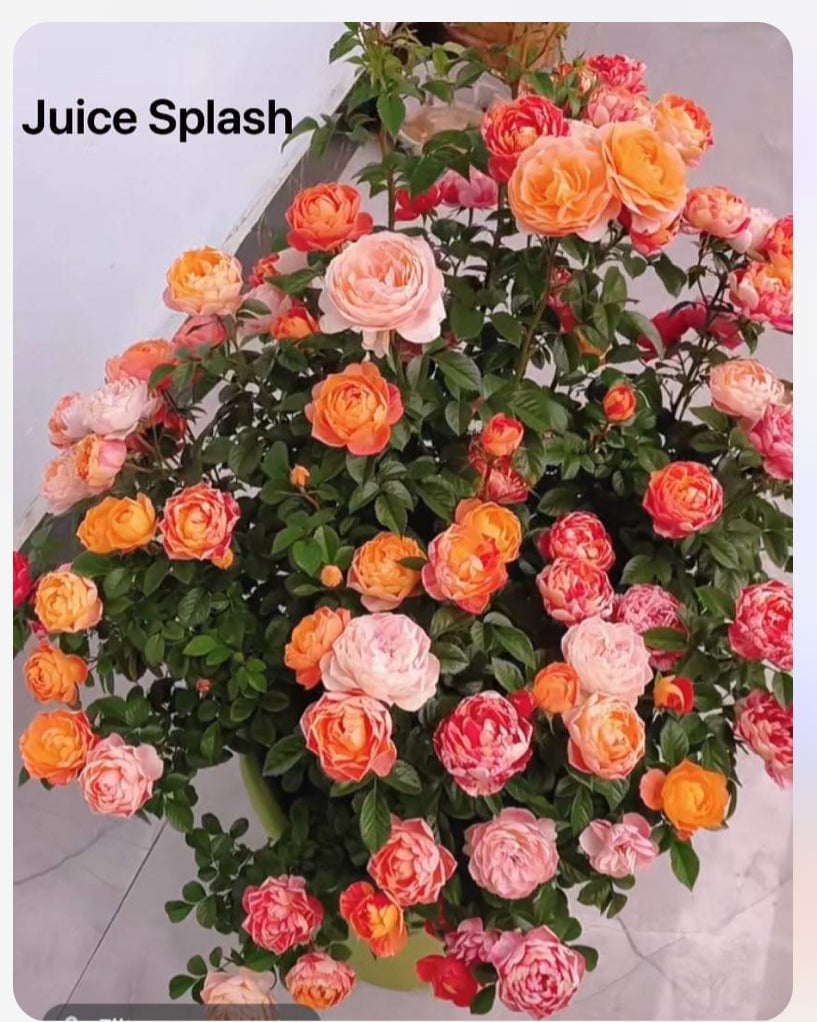 Rare Rose Juice Splash - 果汁飛沫のバラ| 果汁飞溅 | 2 Galllon 