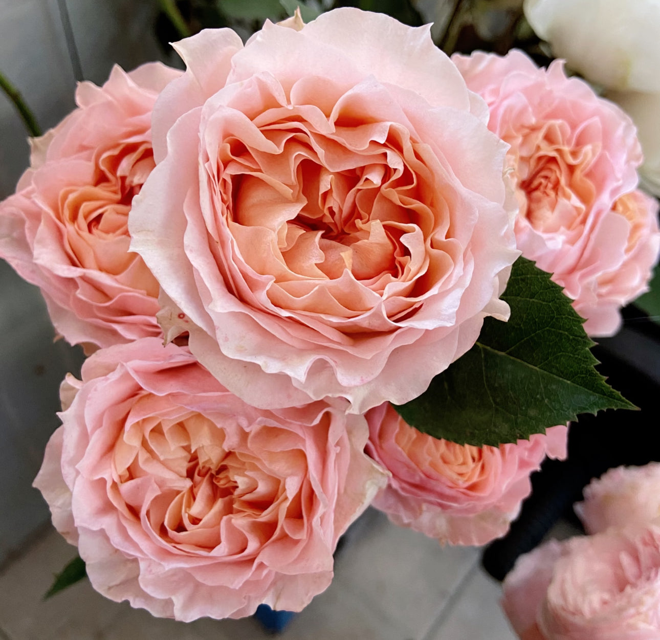 Rose Georgia Peach 蜜桃乔治亚 6inch Size