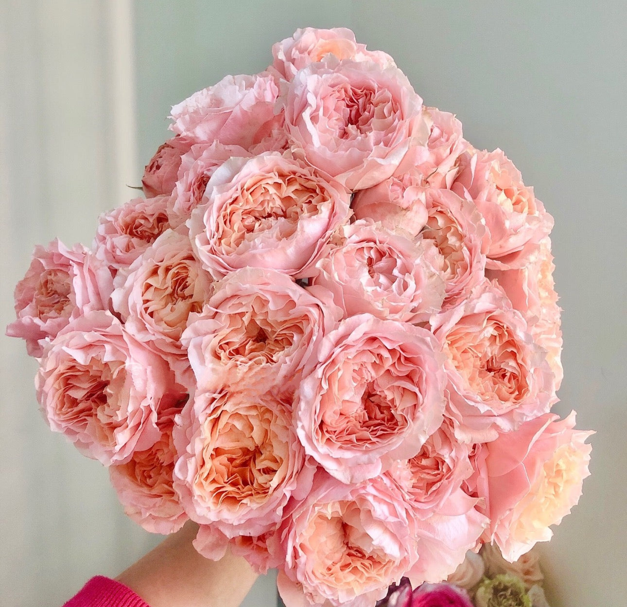 Rose Georgia Peach 蜜桃乔治亚 6 inch Size