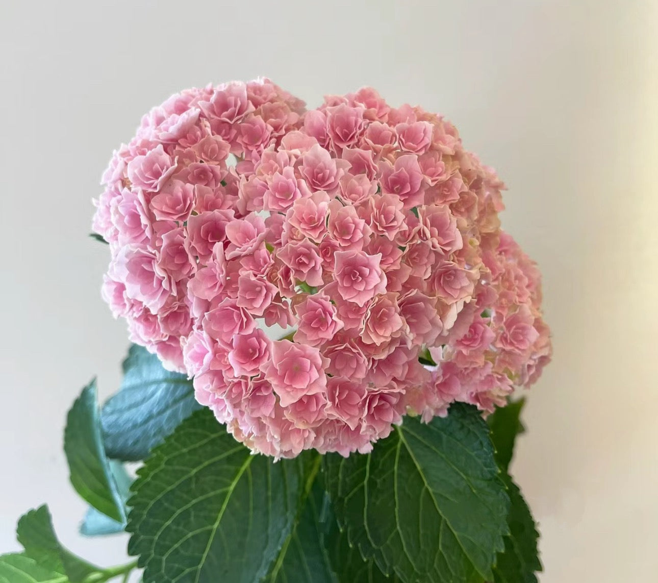 Hydrangea Hoshi Temari 星手鞠 31B 绣球 -1 Gallon live plant