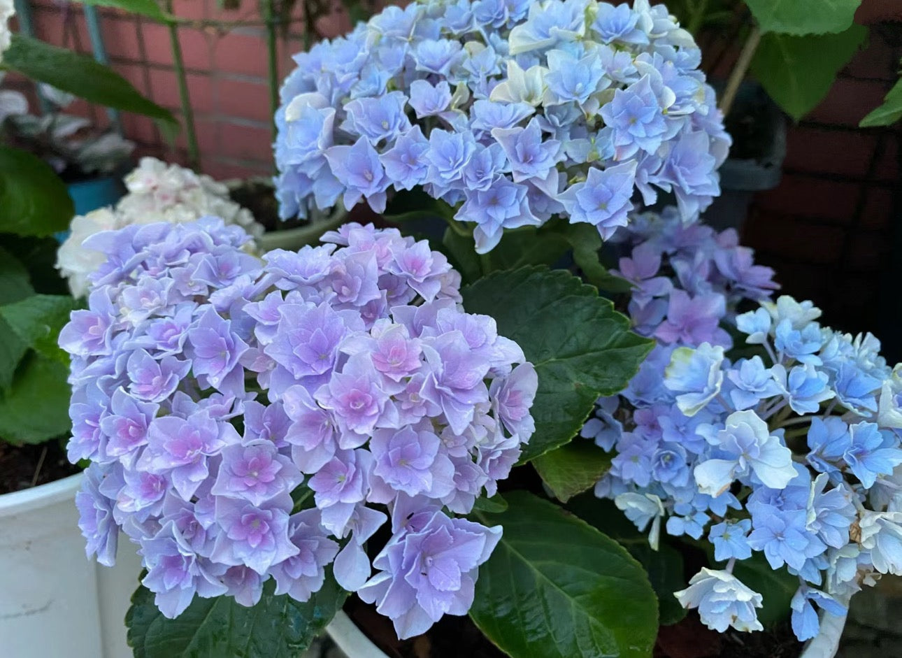 Hydrangea Hoshi Temari 星手鞠 31B 绣球 -1 Gallon live plant