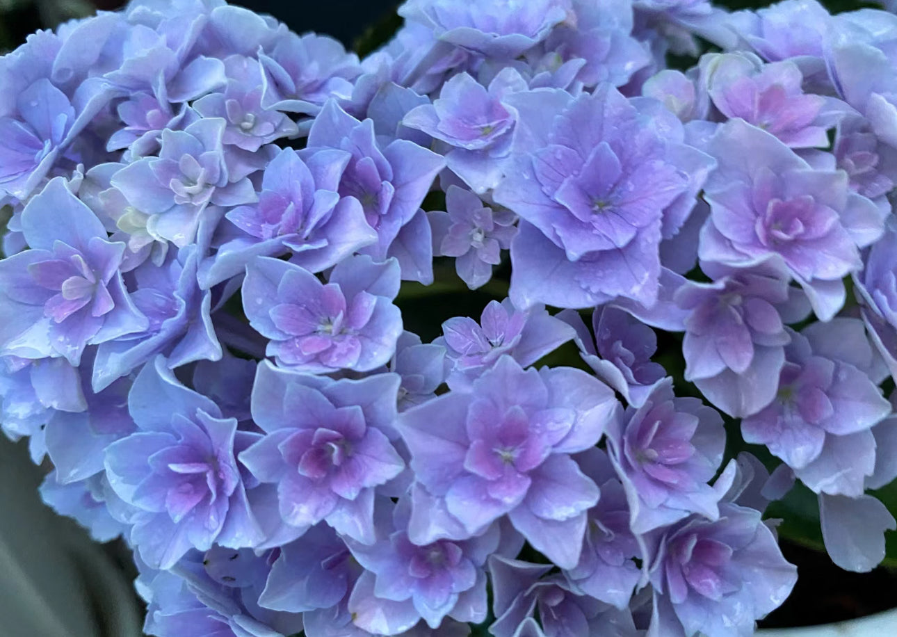 Hydrangea Hoshi Temari 星手鞠 31B 绣球 -1 Gallon live plant
