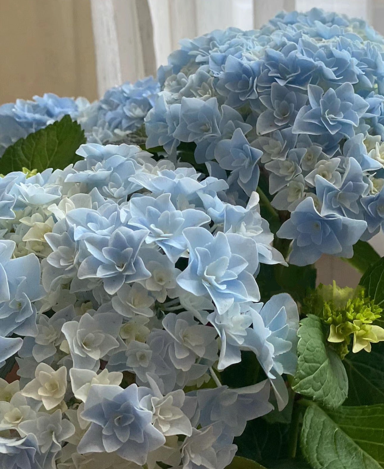 Hydrangea Hoshi Temari 星手鞠 31B 绣球 -1 Gallon live plant