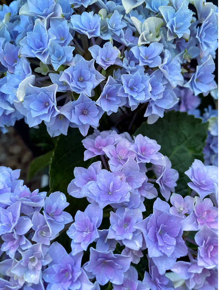 Hydrangea Hoshi Temari 星手鞠 31B 绣球 -1 Gallon live plant