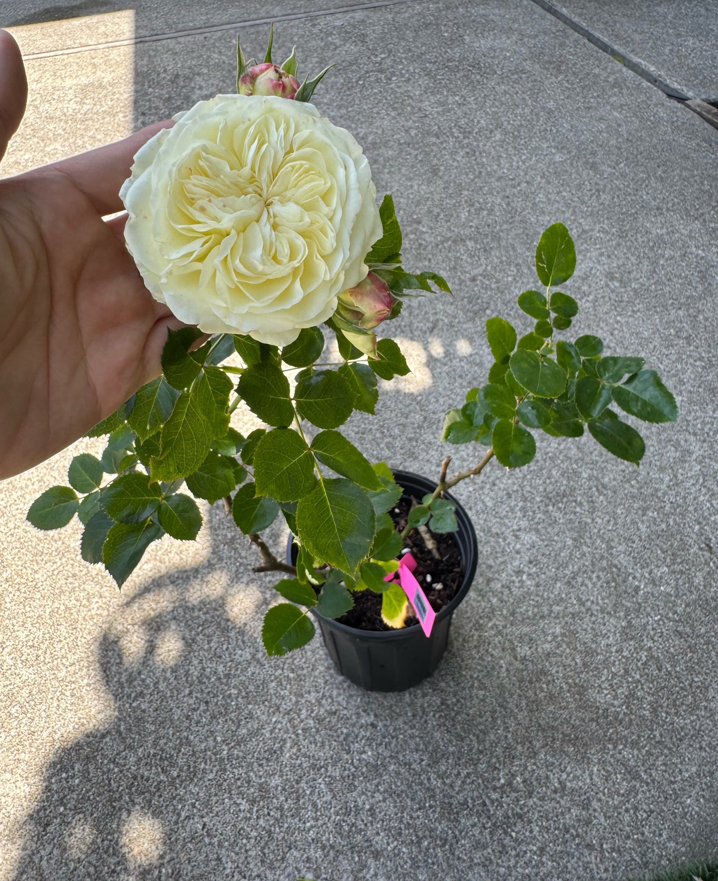 Rose Victoria Wedding - 1 gallon size