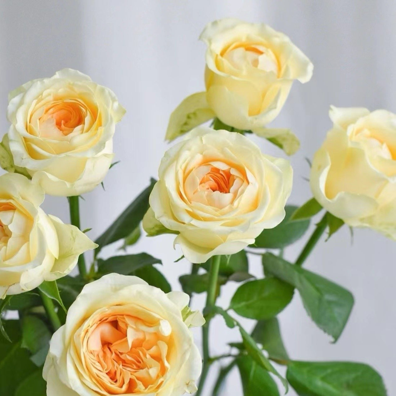 Rose Butter Cup 1 Gallon size