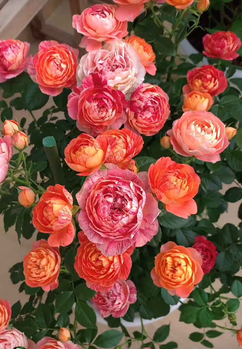 Pre-order Rare Rose Juice Splash - 果汁飛沫のバラ| 果汁飞溅 | 1 Galllon.