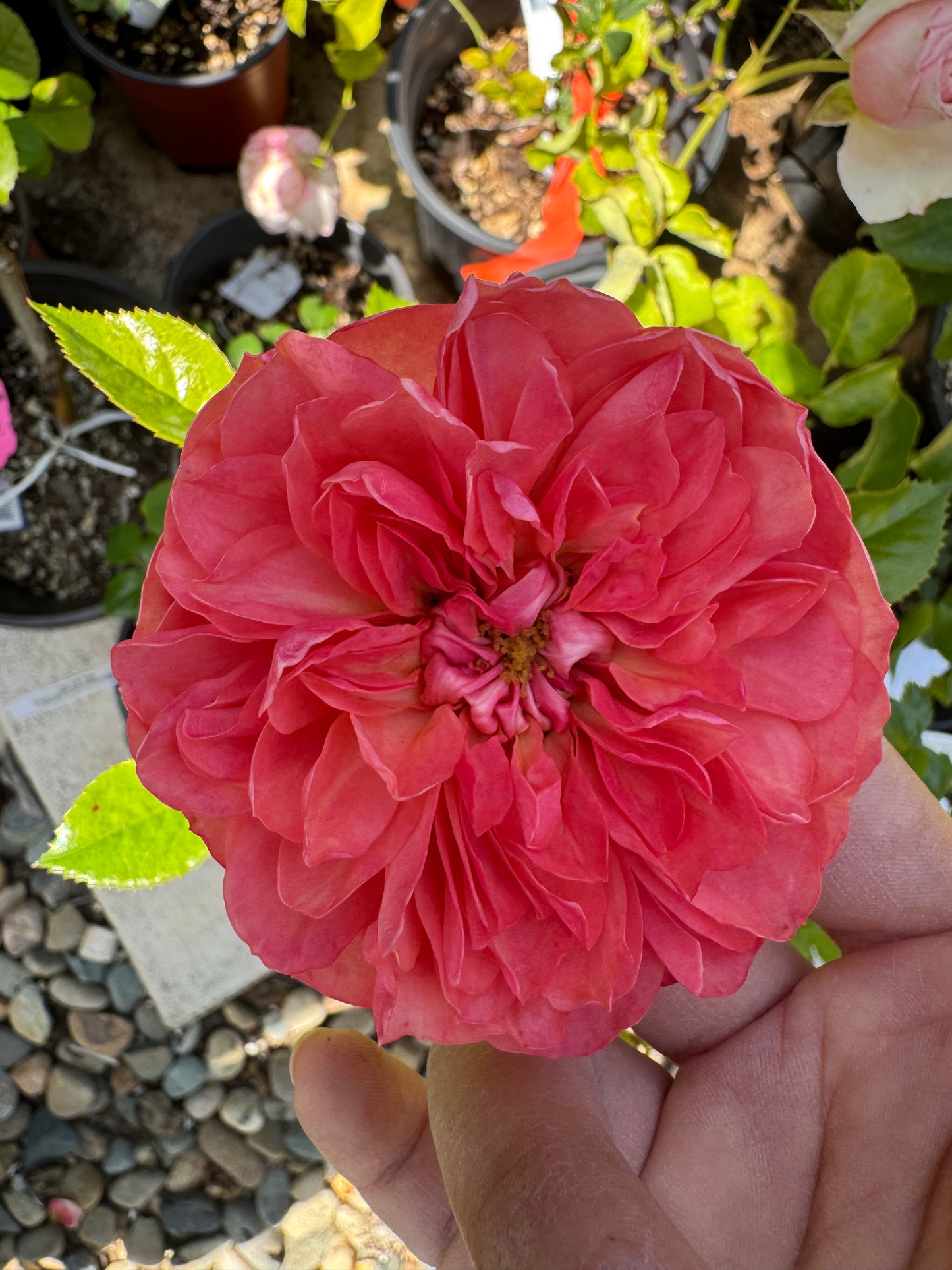 Blood Orange Juice Terrazza 1 gallon size own roots