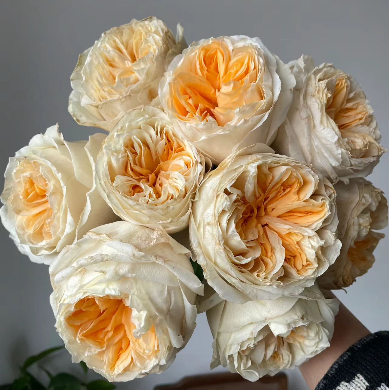 Rose Victoria Peach 维多利亚蜜桃 -6inch size