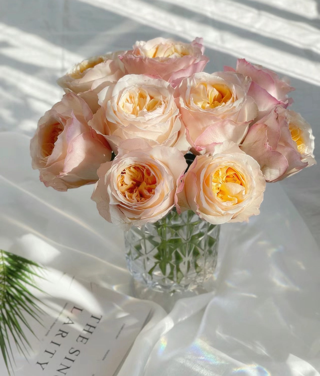 Rose Victoria Peach 维多利亚蜜桃 -6inch size