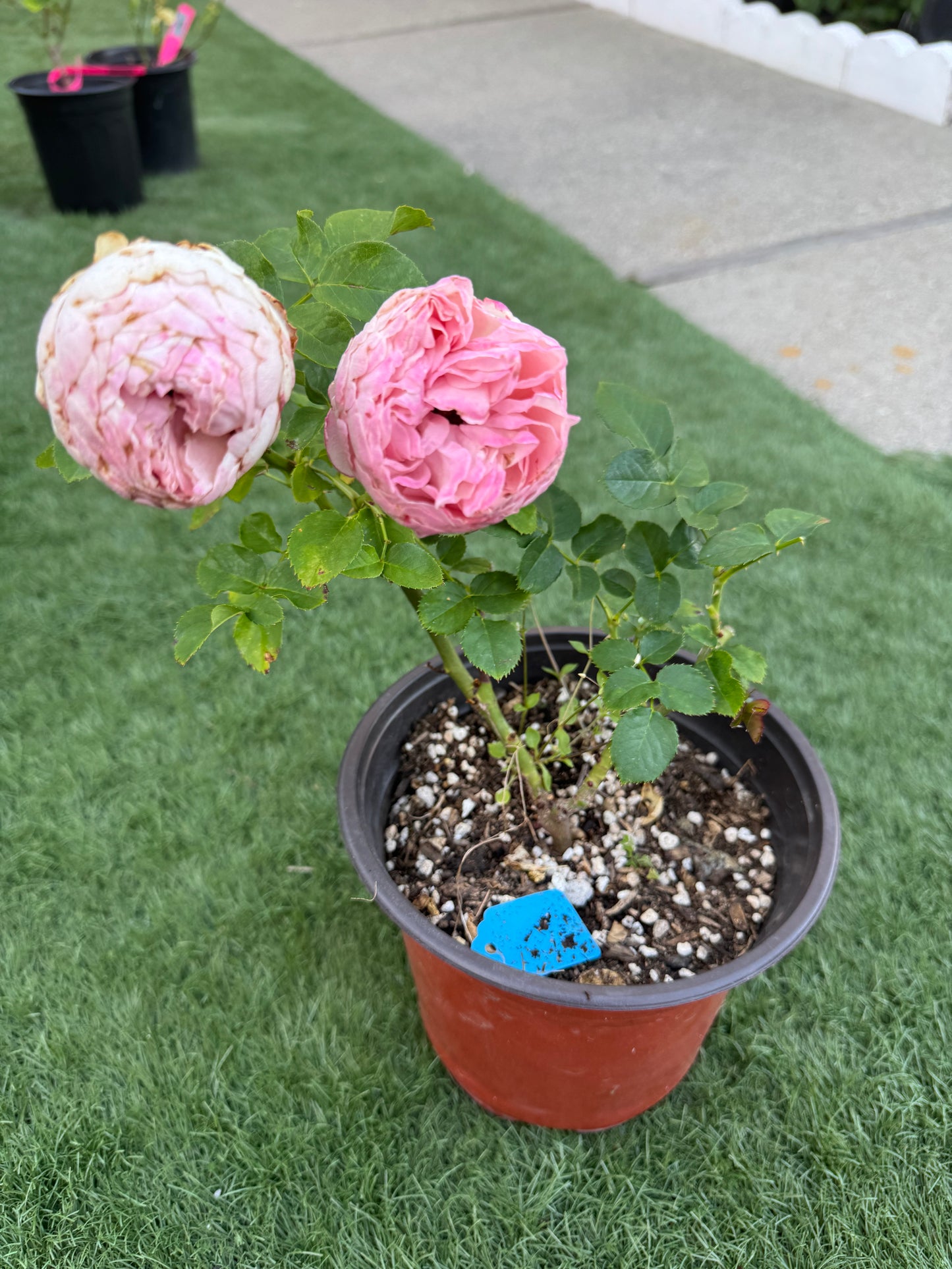 Rose Mansfield Park 酷皮 1 gallon