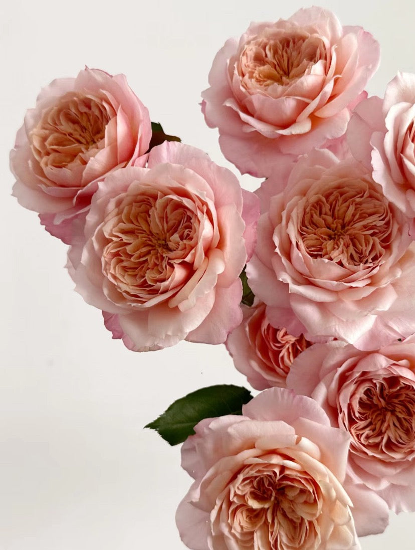 Pre-Order Rose Japanese Miyabi Cha Cutting rose 1 Gallon Live shrub rose,