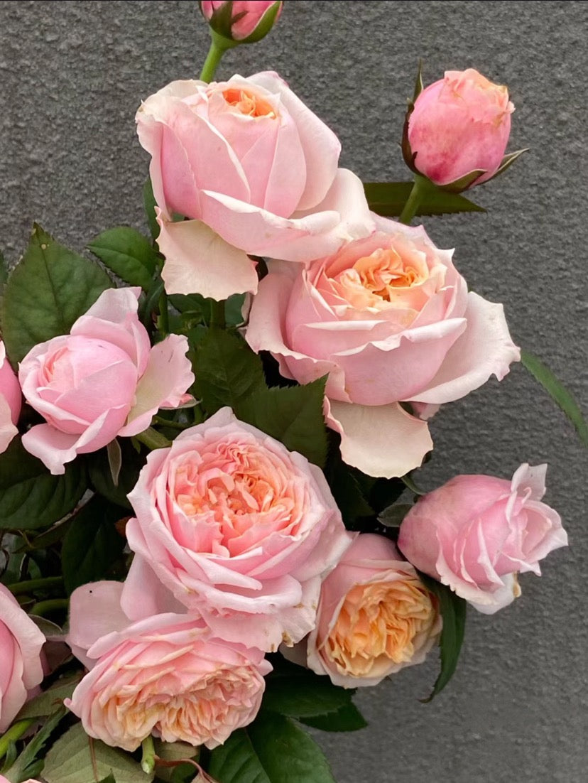 Pre-Order Rose Notting Hill 1 gallon live Plant