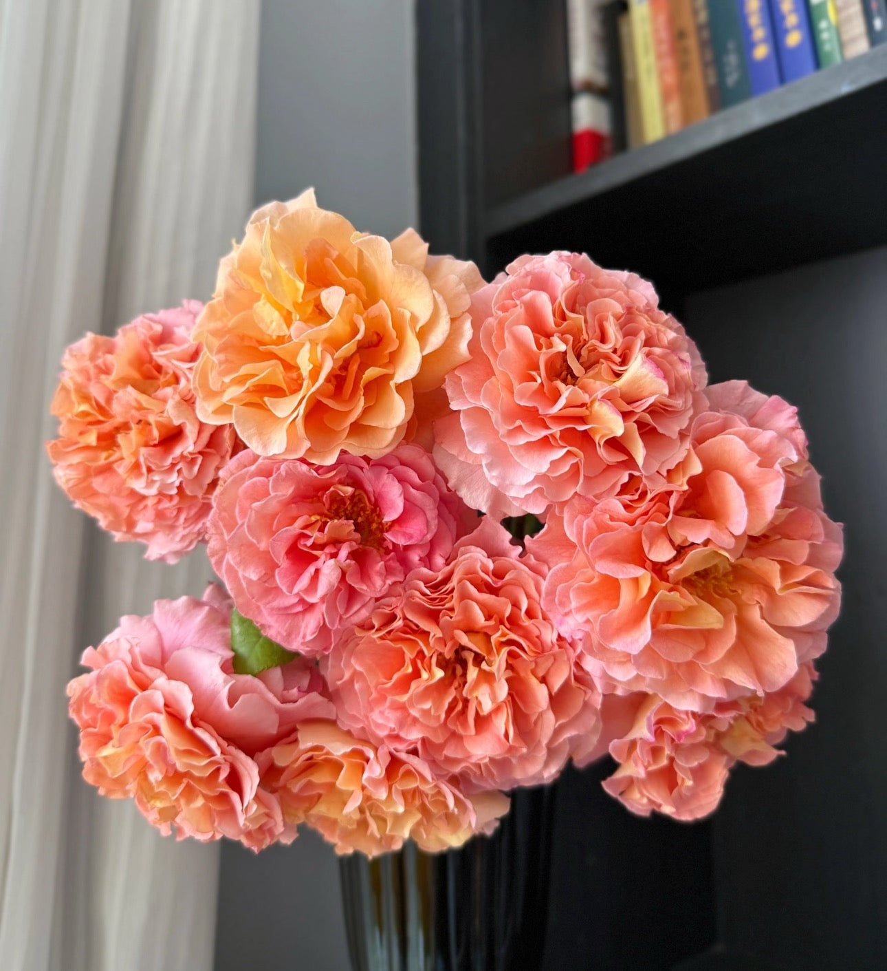 Rose Augusta Luise 1 Gallon, strong scent, repeat blooming