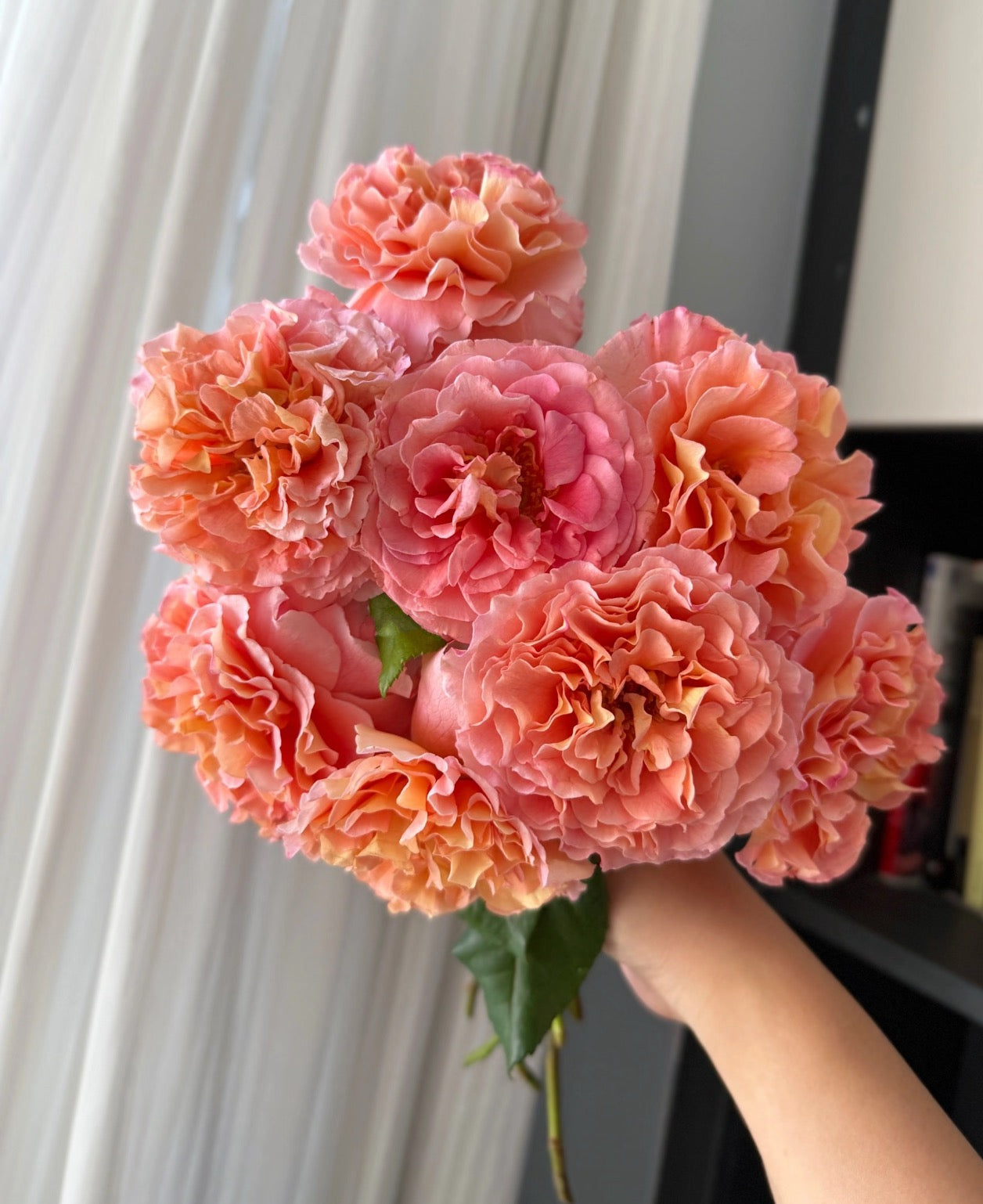Rose Augusta Luise 1 Gallon, strong scent, repeat blooming