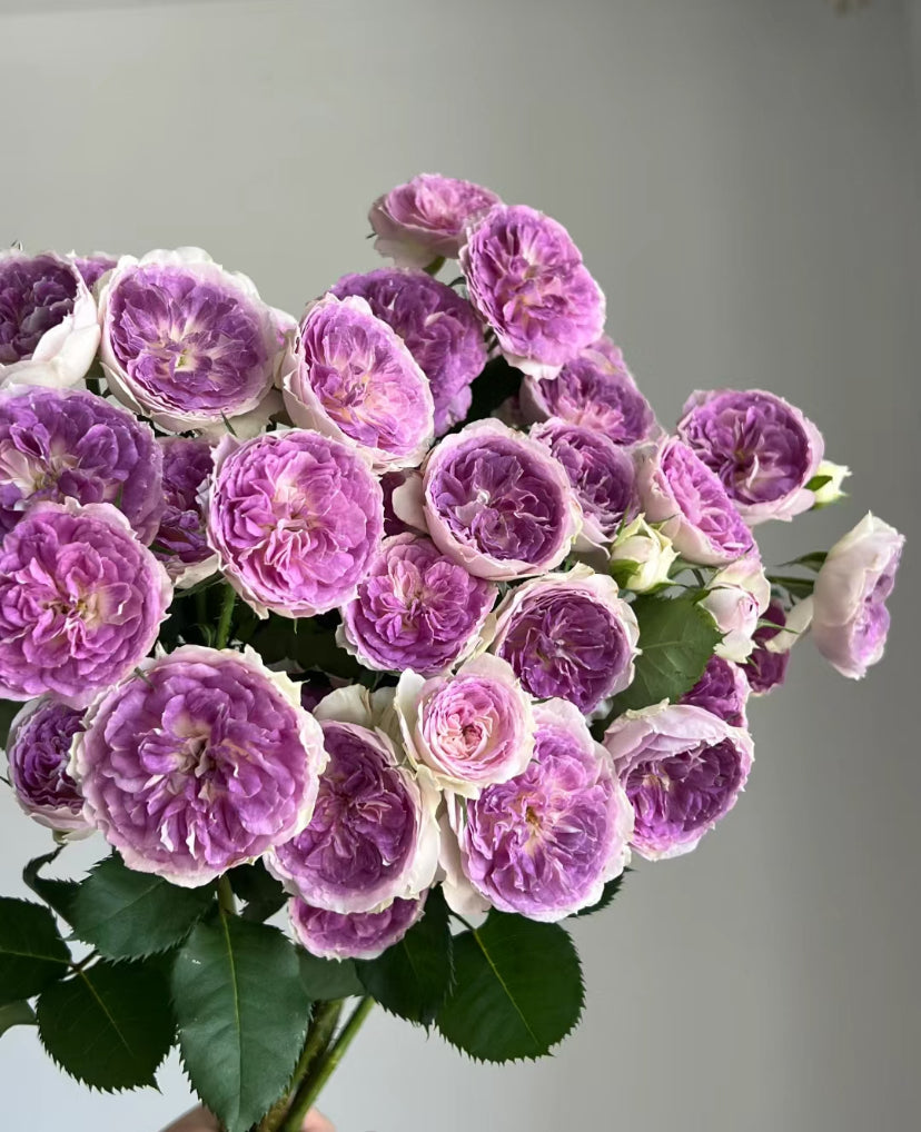 Japanese Rose Blue Moon Stone 1 Gallon live rose