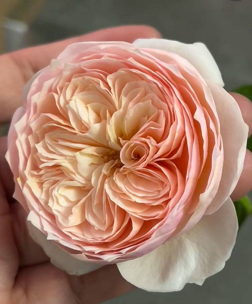 Pre-Order Chinese Rose. Hanxian.涵仙 Cutting Rose. Climbing Rose 1 Gallon size