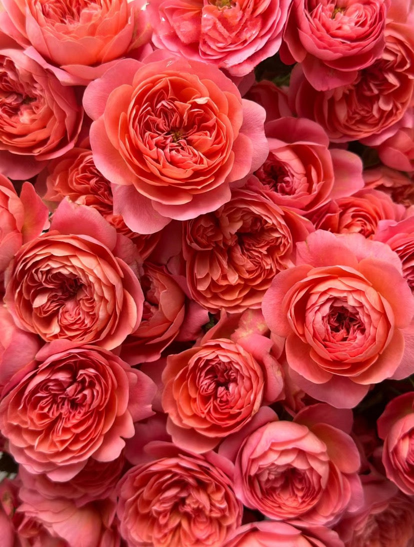 Red Juicy Terrazza. 红果汁阳台 6inc to 1 Gallon live plant