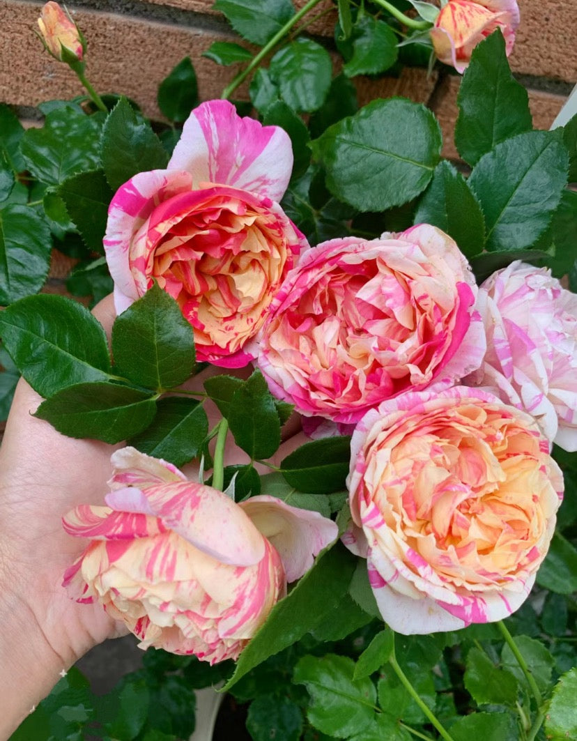 Rose Edouard Manet 马奈 Climbing Rose1 Gallon size live plant