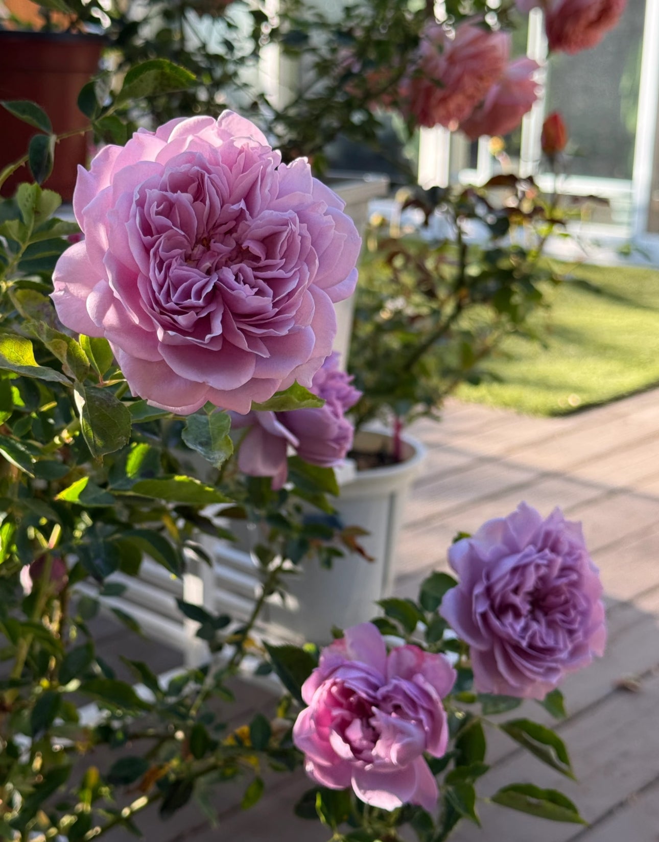 Rose Kongmeng 1 Gallon size