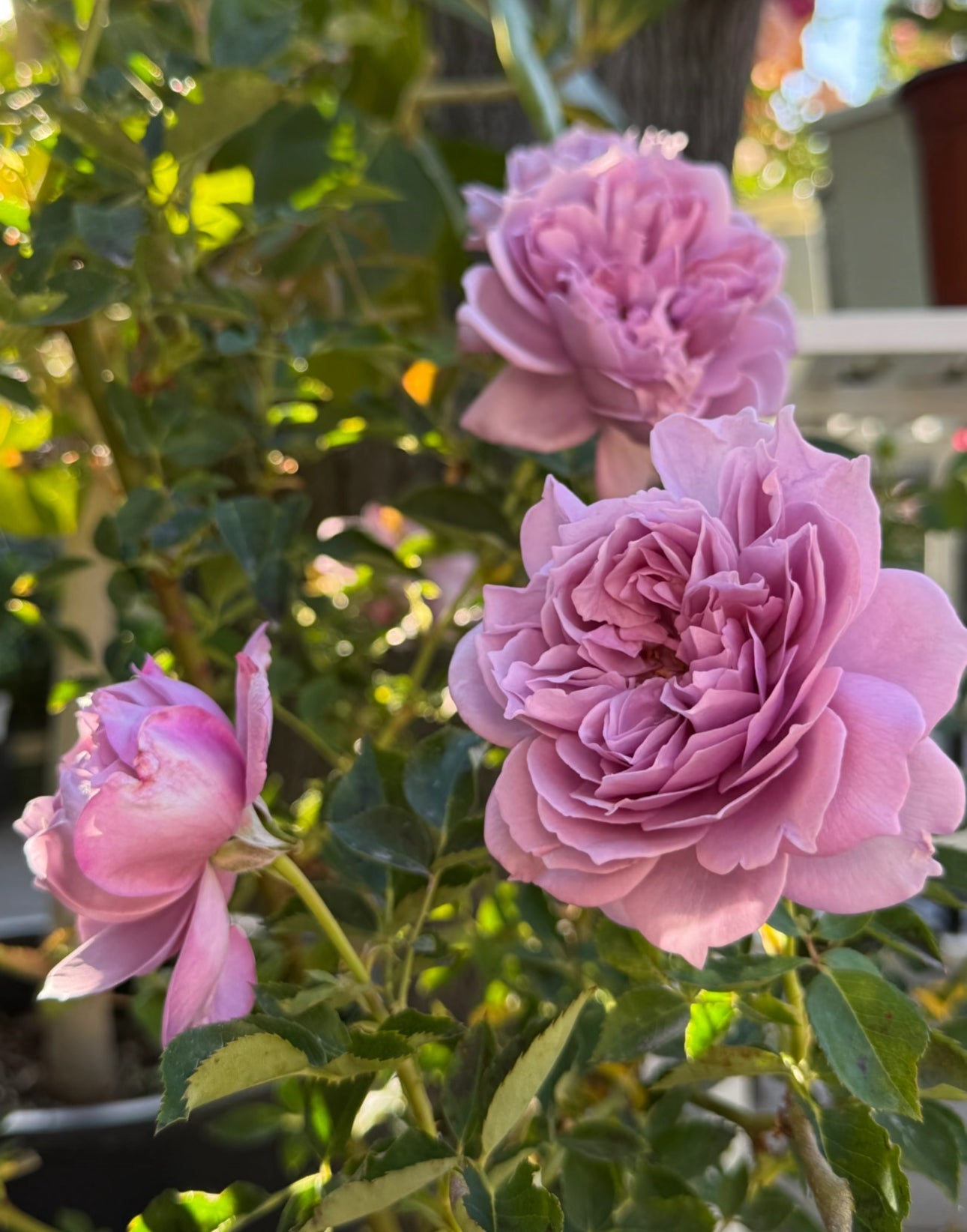 Rose Kongmeng 1 Gallon size