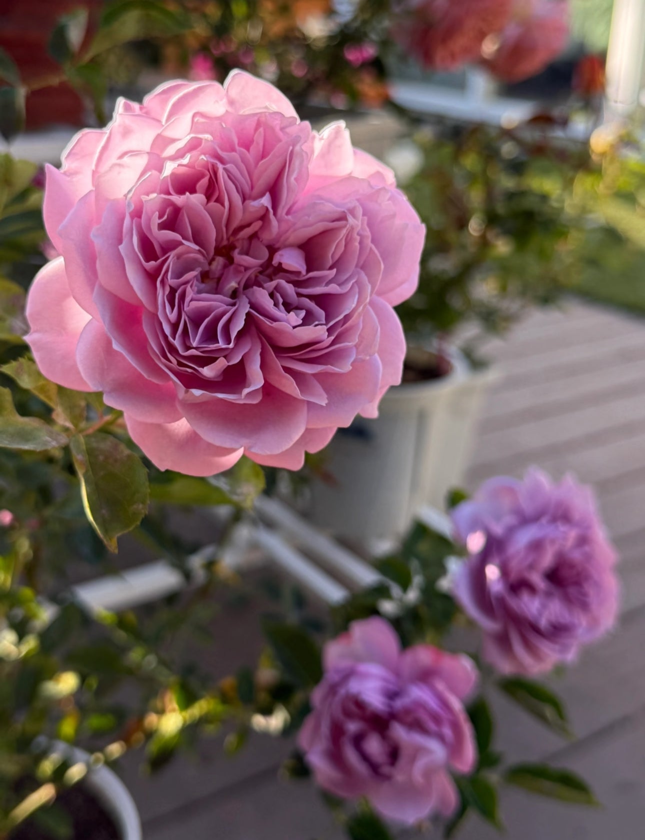 Rose Kongmeng 1 Gallon size