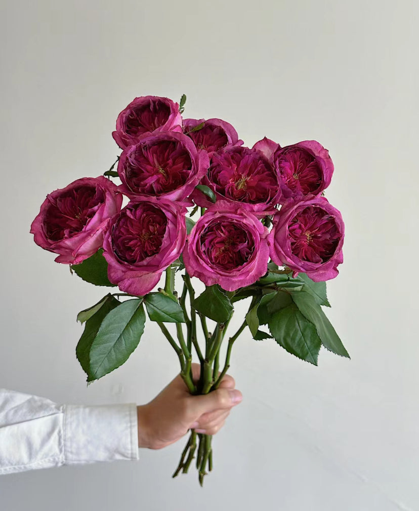 Thierry Marx 蓝莓蛋糕, Floribunda Rose 6inch to 1 Gallon live plant