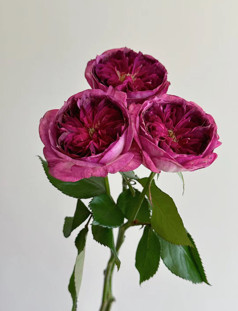 Thierry Marx 蓝莓蛋糕, Floribunda Rose 6inch to 1 Gallon live plant