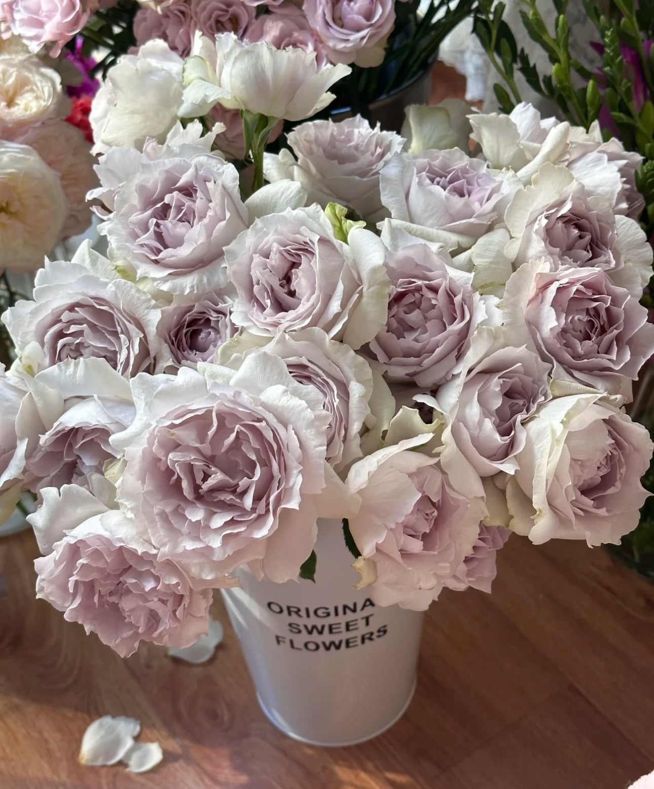 Japanese Rose Saphiret 莎菲天使-6inch size