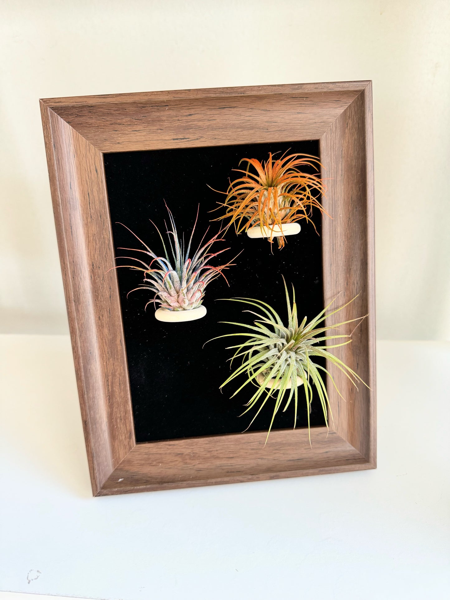 Air plant (Tillandsia) frame for home and office décor Air plant holder with  free plants.