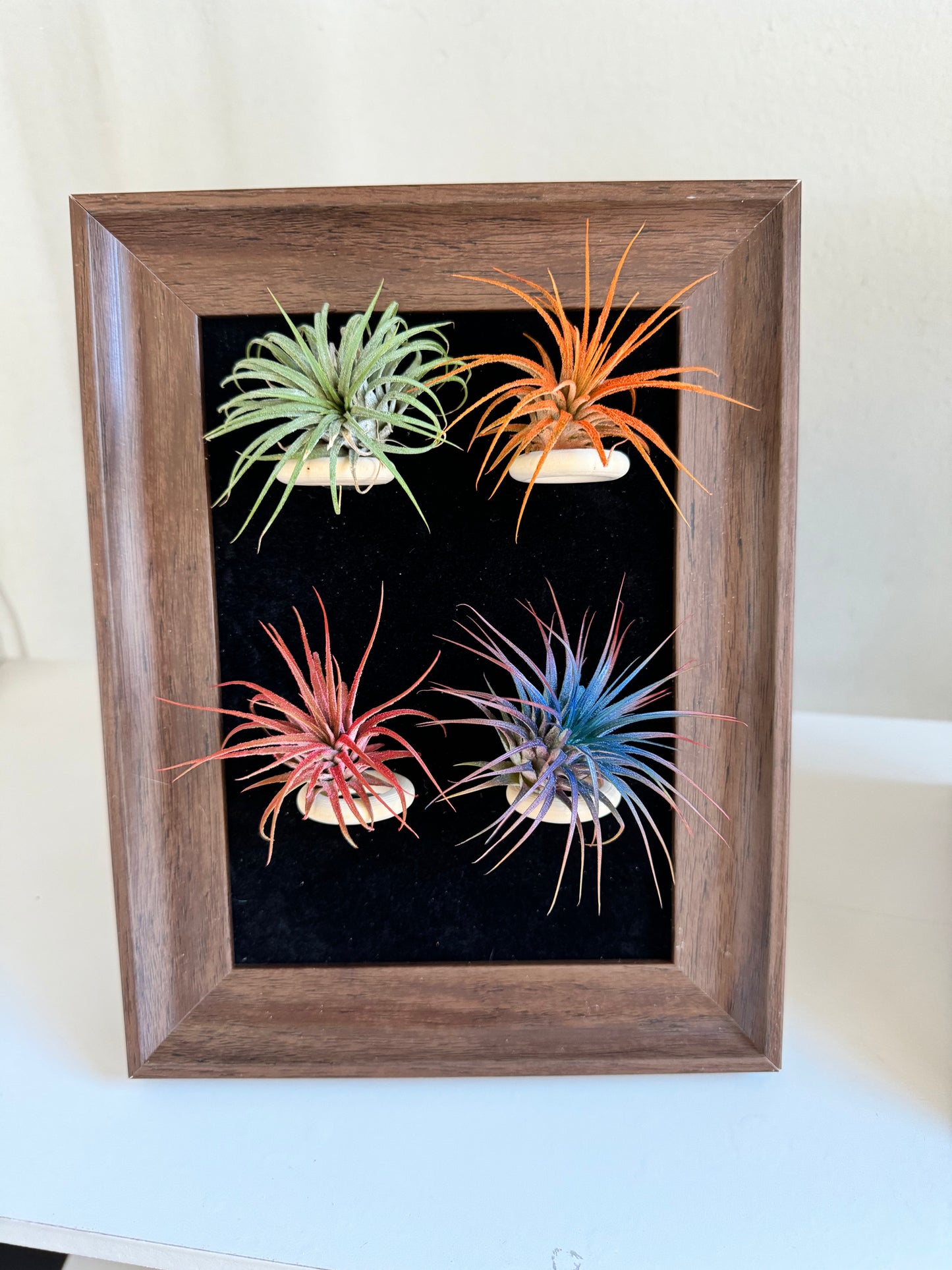 Air plant (Tillandsia) frame for home and office décor Air plant holder with free plants.