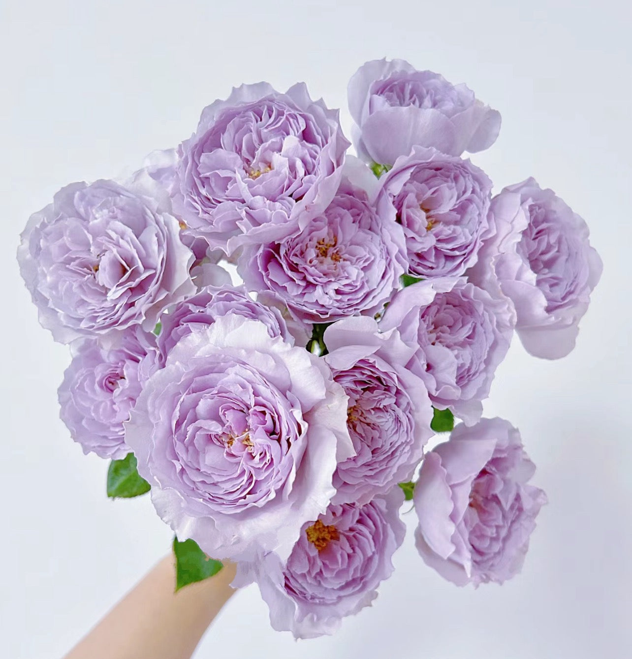 Rose Lilas 丽拉-1 Gallon size