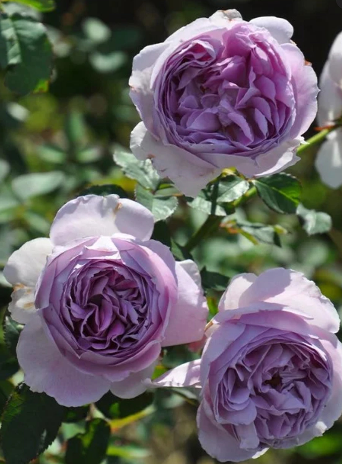 Rose Lilas 丽拉-1 Gallon size