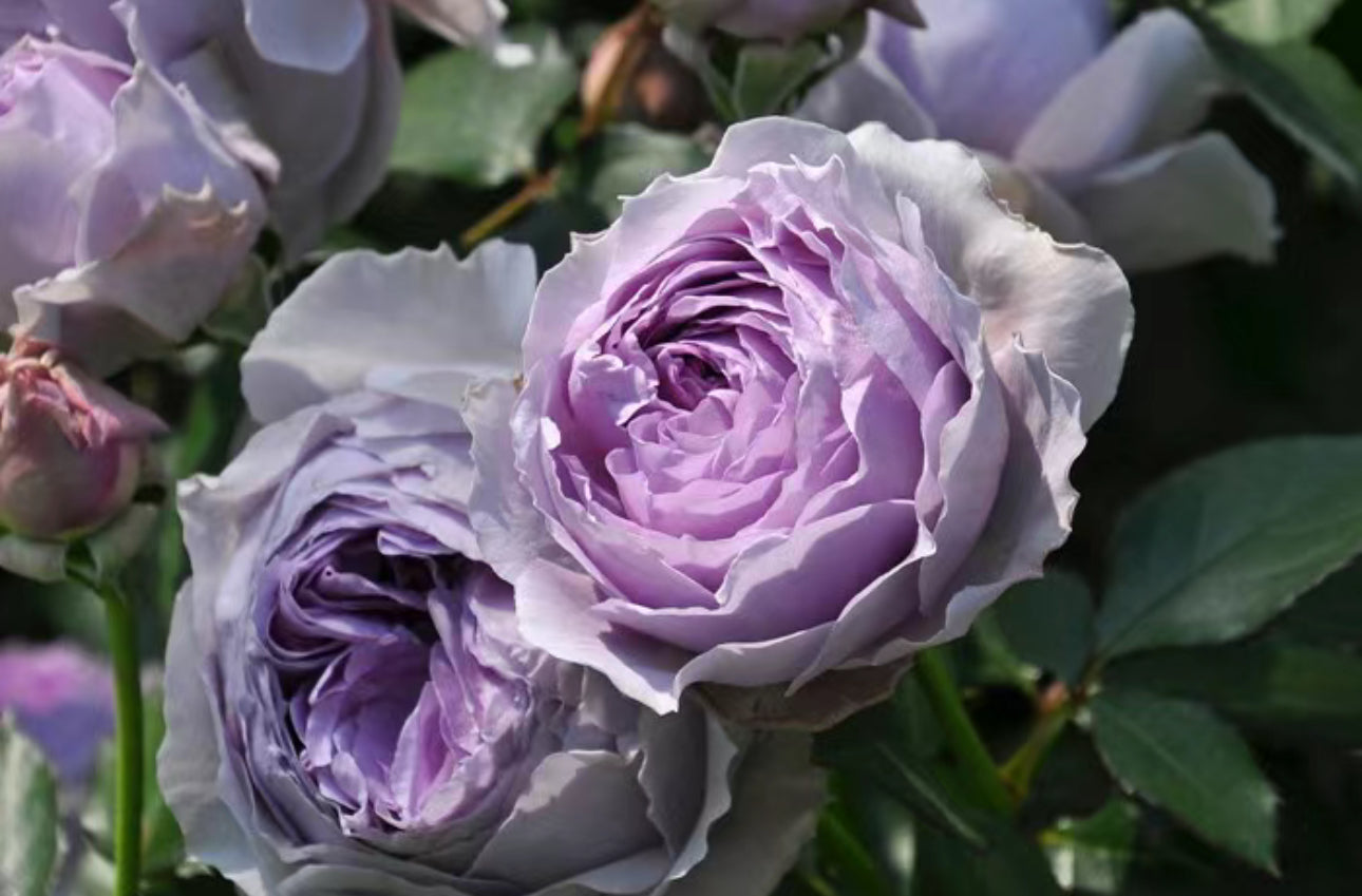Rose Lilas 丽拉-1 Gallon size