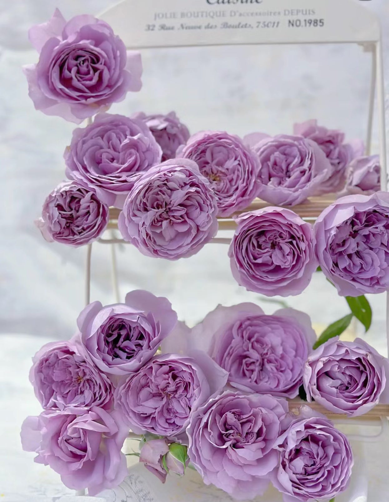 Rose Lilas 丽拉-1 Gallon size