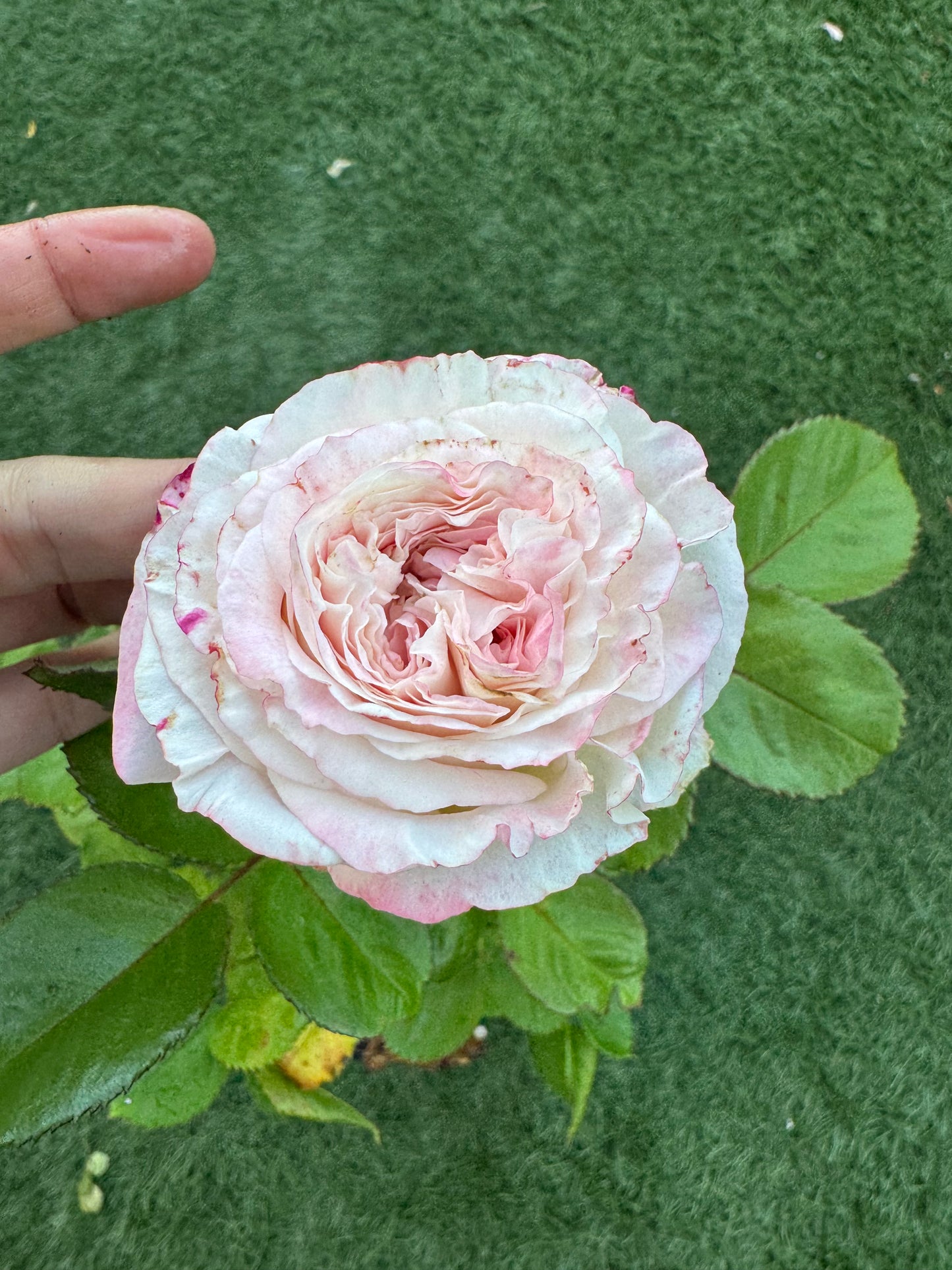 Rose Dolce Summerhouse 恋恋琴声 1 Gallon size
