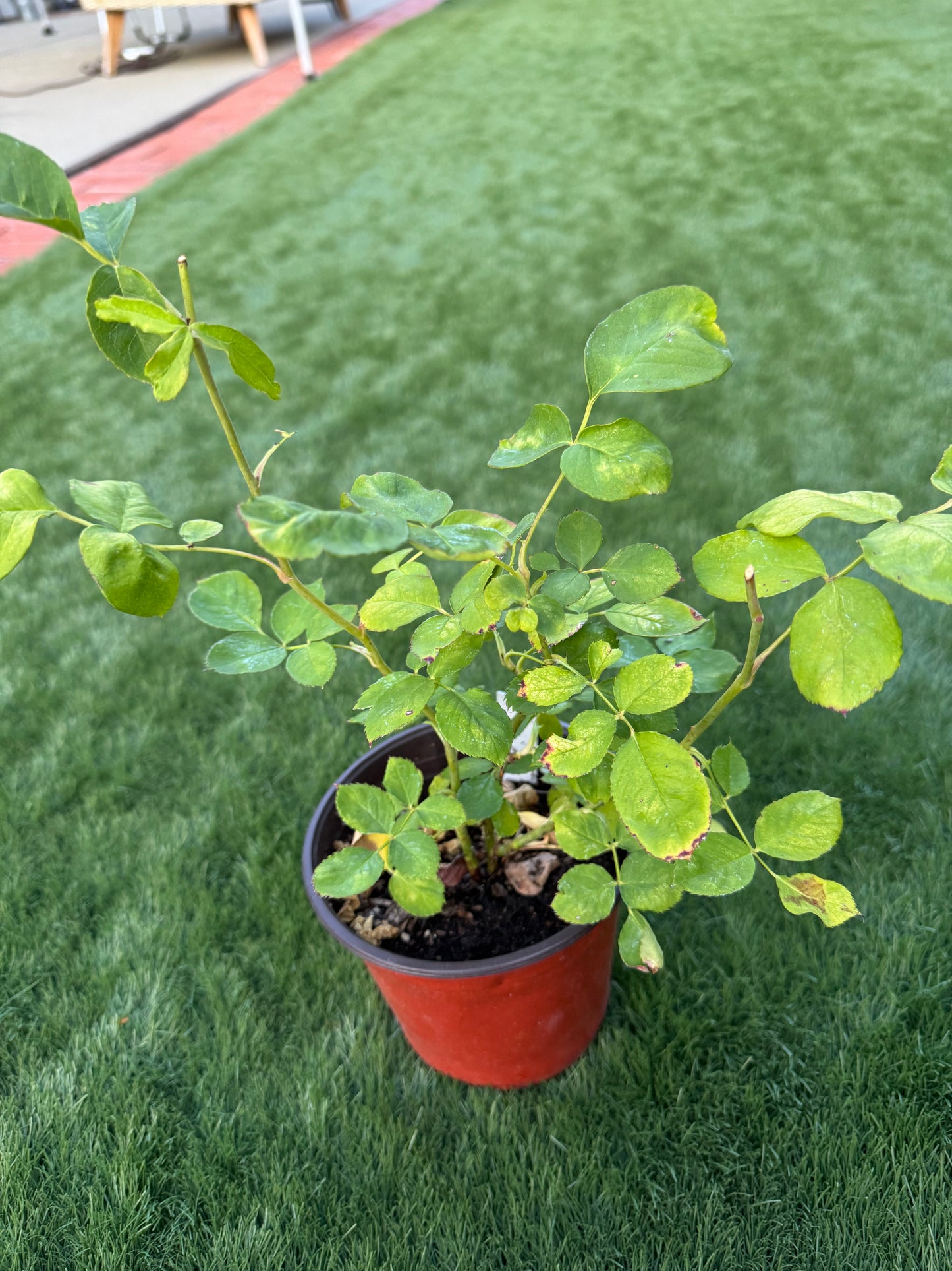 Special Deal Monique Darve 莫妮卡戴维- 6inch to 1 gallon size plant
