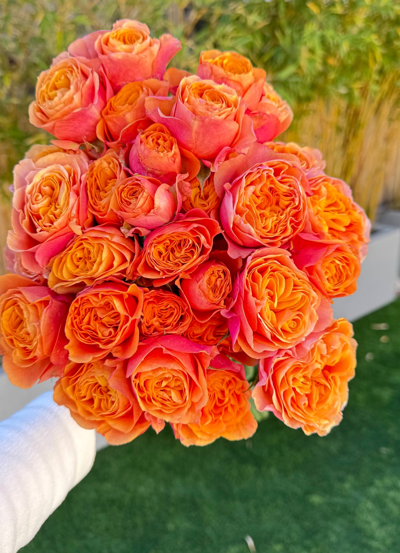Orange Parasol 4inch pot own root