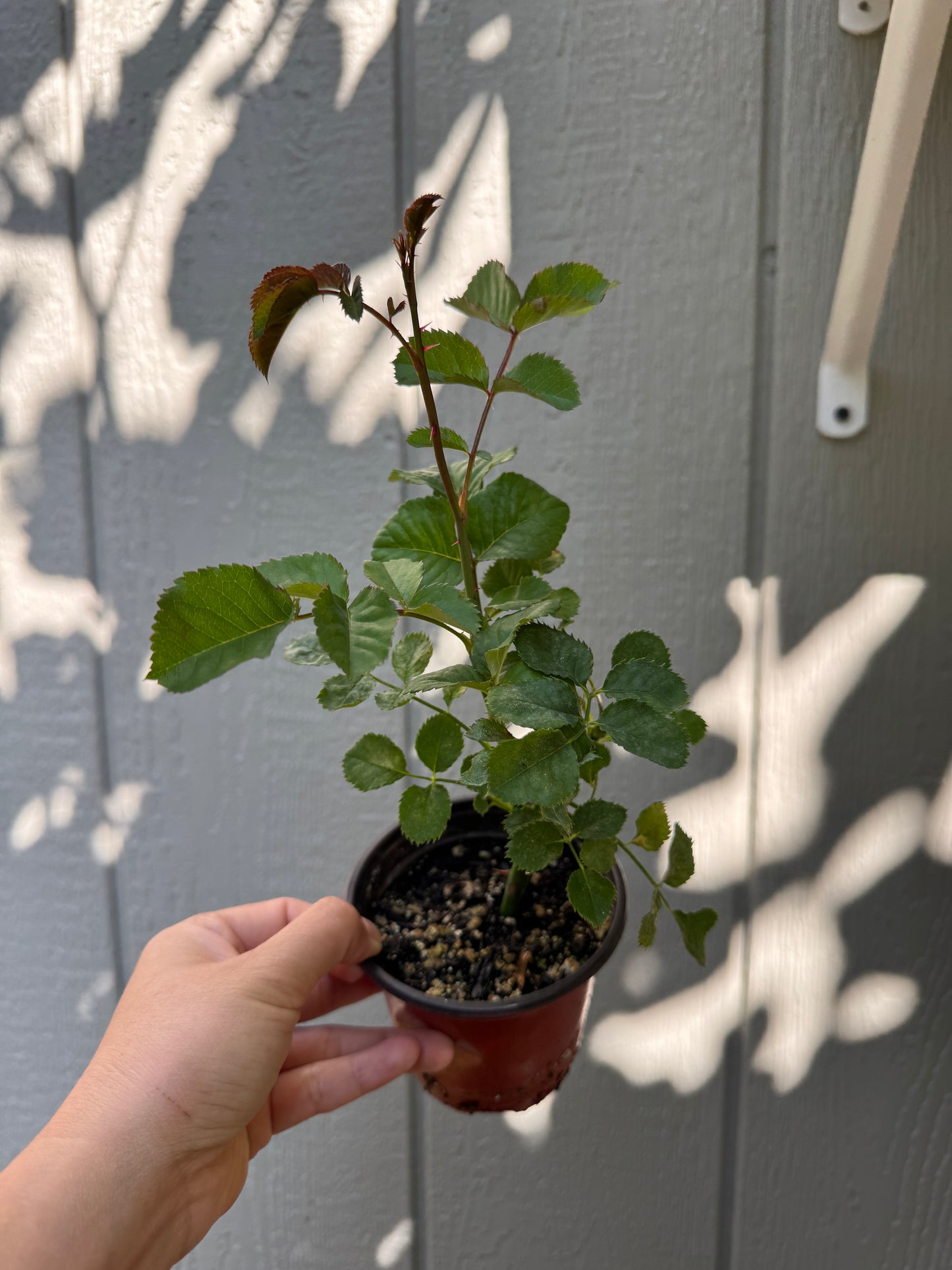Orange Parasol 4inch pot own root